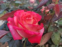 -人民公园(罗湖区)