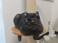 -团子家猫咪猫咖馆·柯基·柯尔鸭