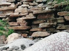 -禹州森林植物园