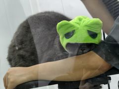 -爱洗澡的猫(望京店)