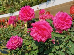 -人民公园(罗湖区)