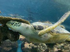 -上海海洋水族馆