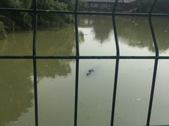 -中国扬子鳄村