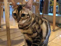 -Cappucimeow猫咪咖啡馆(韦伯时代店)