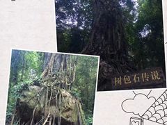 -莫里热带雨林景区