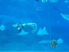 -烟台海昌鲸鲨海洋公园