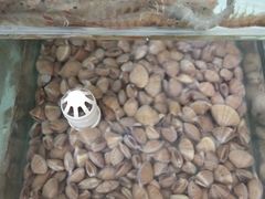 -田记自助海鲜饺子