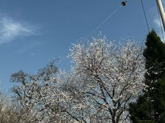 -桃花堤公园