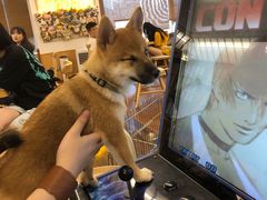 -豆柴町-柴犬主题狗咖(红鼎国际C座店)