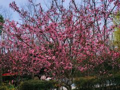 -合肥滨湖国家森林公园