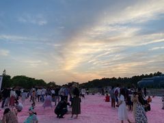 -大塘金香草谷