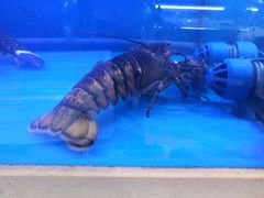 -舟山海鲜·江浙菜(银沙路店)