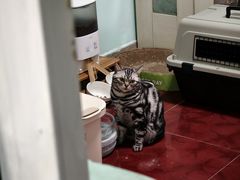 -纳吉亚猫专科动物医院·北北分院