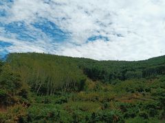 -西双版纳基诺山寨