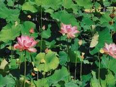 -福建鲤鱼洲酒店