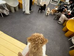 -有喵·猫咖·狗咖·30几只猫10只小狗(岗厦店)