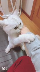 -小部落•刺青•穿孔饰品•海娜纹身