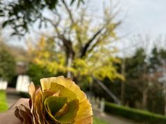 -上海佘山国家森林公园天马山园