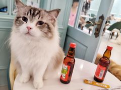 -安格丽娜·狗咖·猫咖羊驼咖(春熙路百盛商场店)