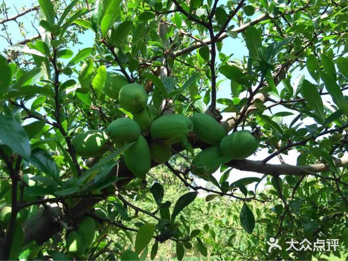 王家小院-图片-安宁市休闲娱乐-大众点评网