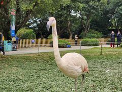 -广州长隆飞鸟乐园