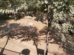 -石家庄市动物园