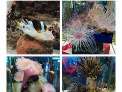 -太平洋海底世界