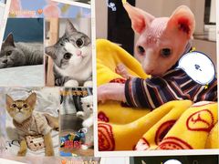 -糯米喵星人总部直营旗舰店·猫舍·幼猫出售