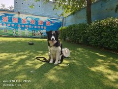 -宠物寄养训练学校