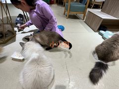 -藏猫猫咖啡主题馆(中央大道店)
