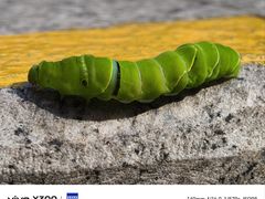 -VT101维多利广场