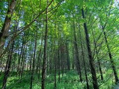 -桤木河湿地公园