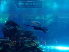 -迪拜水族馆及水下动物园