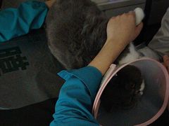 -瑞派宠物医院·24h·骨外科·皮肤科·全科宠物医疗转诊中心(沈阳浑南院)