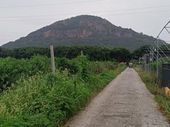 -老袁家蜜桃农场·阳山水蜜桃