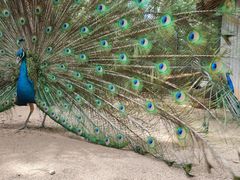 -石家庄市动物园