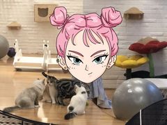 -momokira米努特·德文卷毛猫·棉花面纱犬