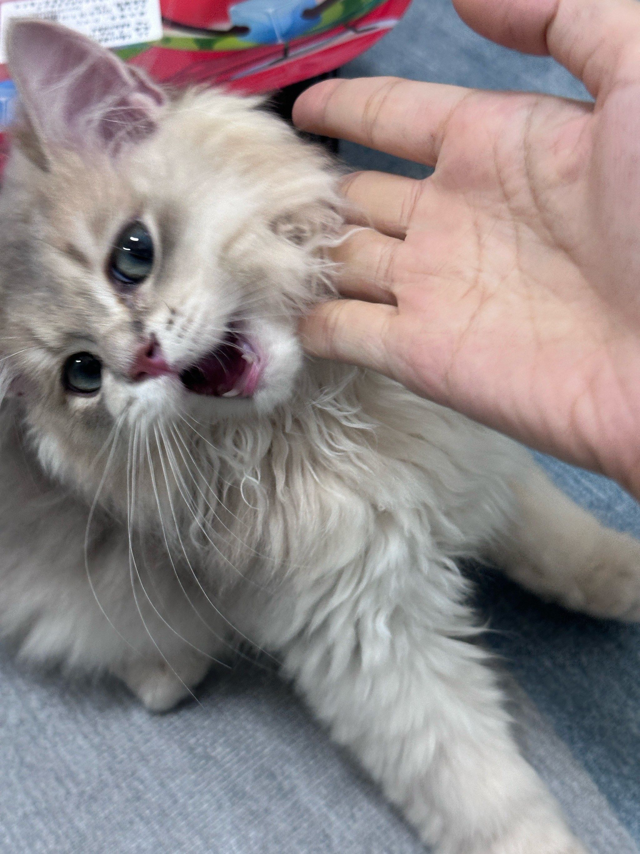 猫为什么咬人手 猫为什么咬人手