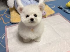 -唐小姐の猫狗洗护·购宠旗舰店(周浦万达店)