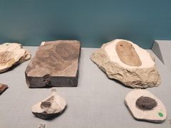 -湖南省地质博物馆