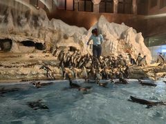 -帝企鹅自助餐厅•儿童岛•真企鹅(长隆企鹅酒店)