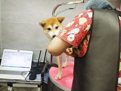 -宠福鑫康馨动物医院·骨科·眼科