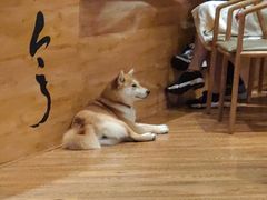 -柴务处·柴犬主题狗咖