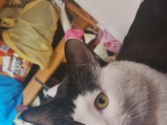 -瑞派·关忠动物医院·猫专科·犬专科(三环新城店)