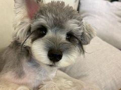 -帕帕拉兹宠物(亚洲旗舰店)