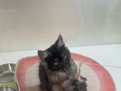 -青奢宠物·青奢猫舍