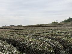 -龙坞茶村