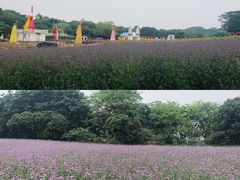 -松山湖梦幻百花洲