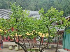 -宫事颐庭·老佛爷贵寿下午茶(颐和园店)