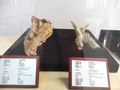 -北京周口店北京人遗址博物馆